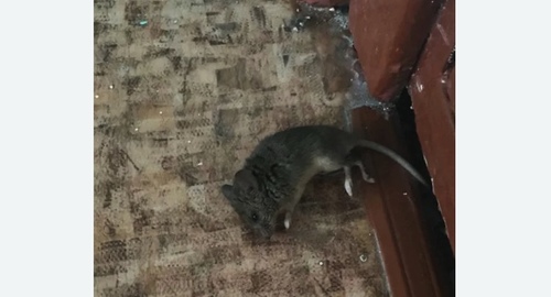 Дезинфекция от мышей в Обручевском районе Москвы