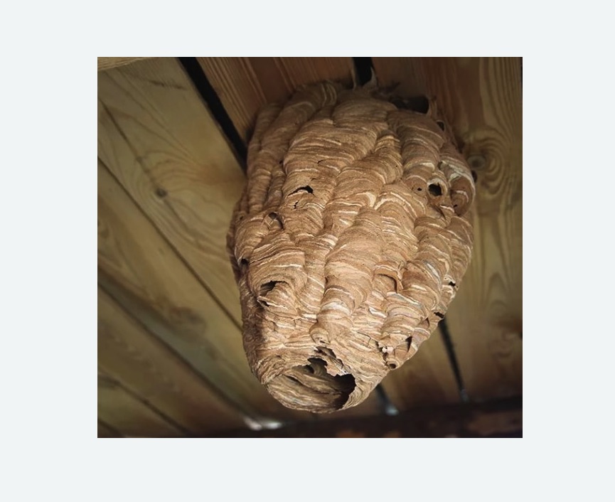 обработка от шершней в Обручевском районе Москвы