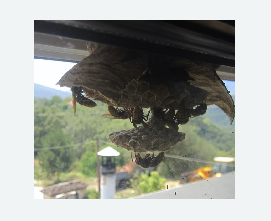 Уничтожение гнёзд шершней в Обручевском районе Москвы