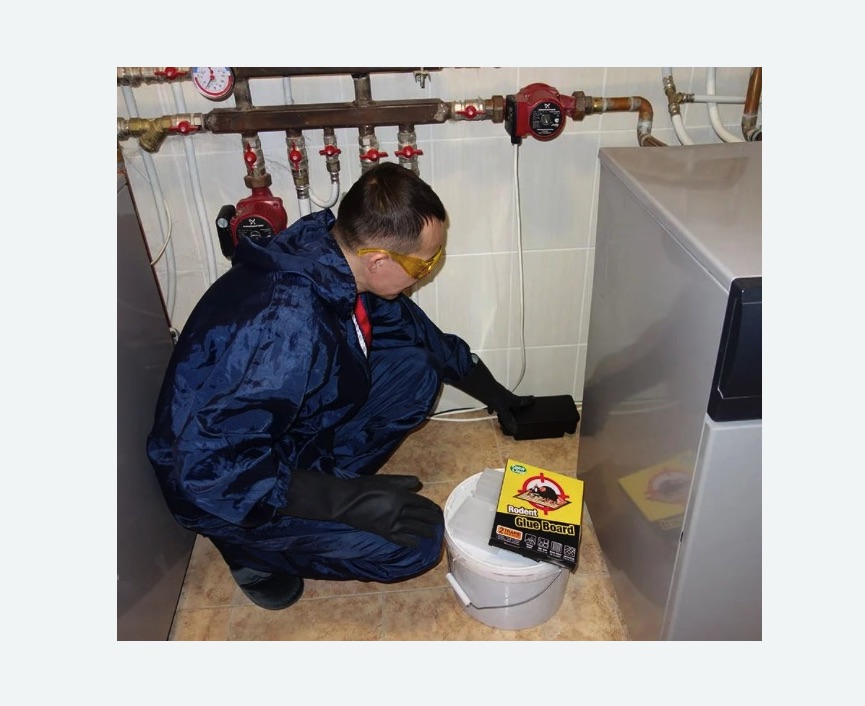 Уничтожение крыс в Обручевском районе Москвы