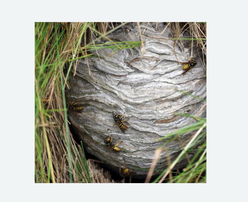 Уничтожение ос и ульев в Обручевском районе Москвы